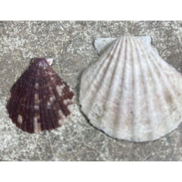 2.6 Lbs Pounds White / Multicolor Calico Scallop Seashells Beach  1" to 1  1/2" - Picture 4 of 8